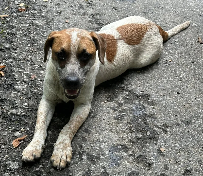 A young medium-sized male Hound dog named Bear... Chip And Max for adoption in Rogersville, TN