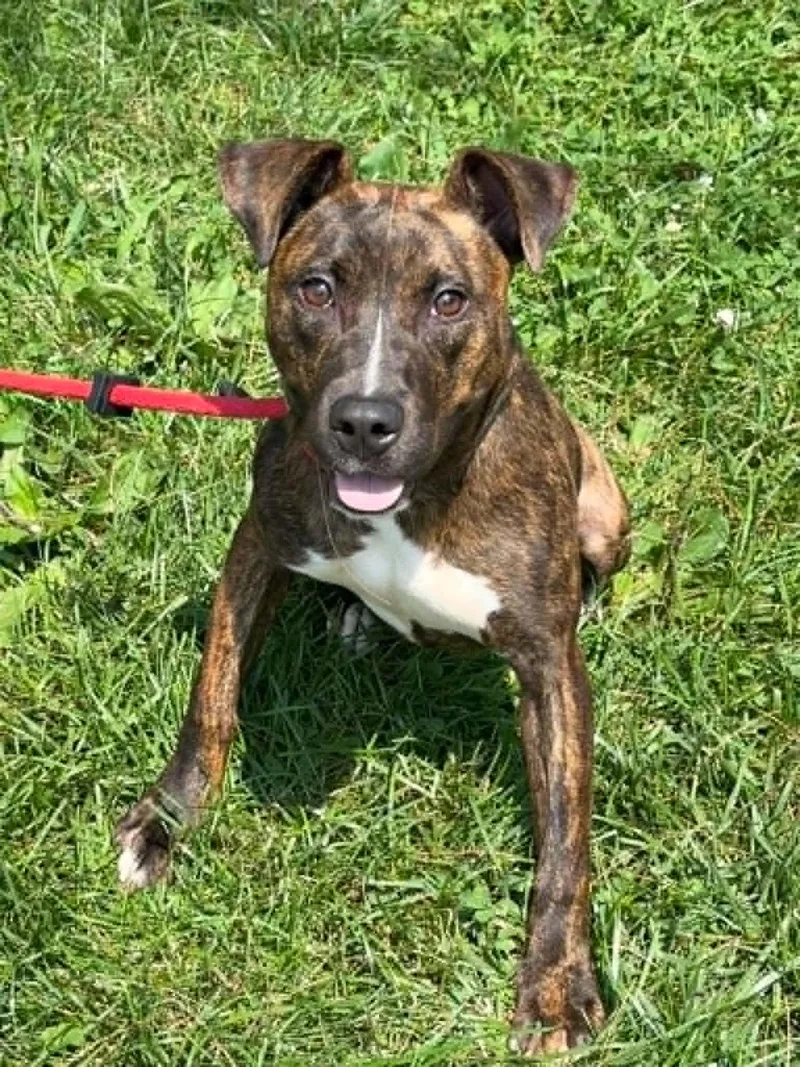 A young medium-sized female Brindle Pit Bull Terrier dog named Roxy for adoption in Springfield, IL