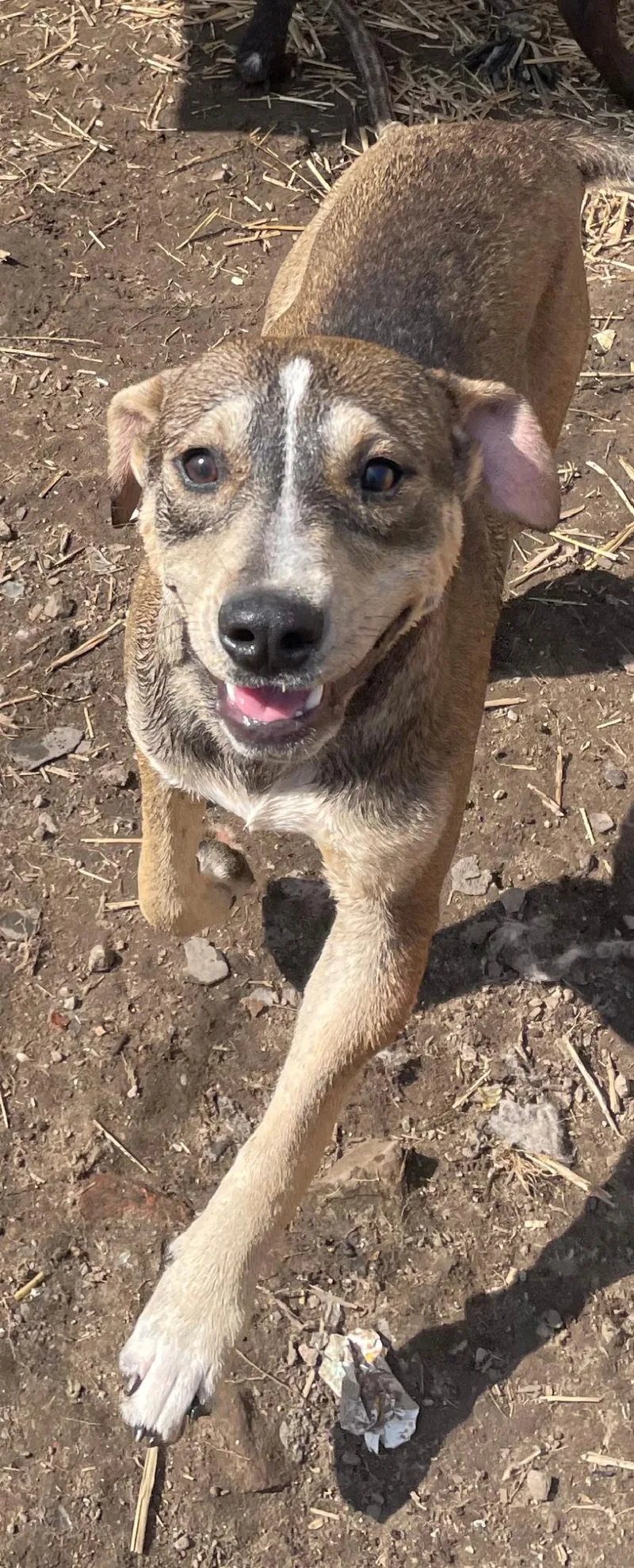 A young medium-sized male American Staffordshire Terrier dog named Thunder for adoption in Tracy City , TN