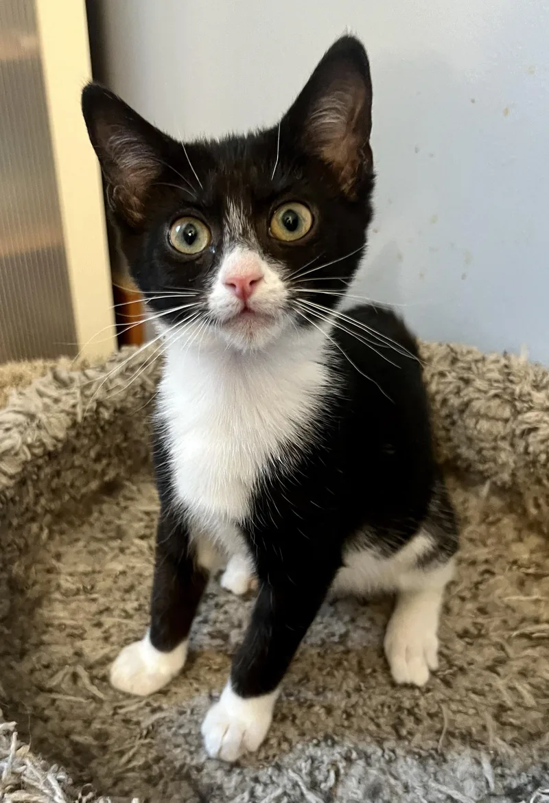 A baby medium-sized female Black & White / Tuxedo Domestic Short Hair cat named Dale & Chip for adoption in Sherman Oaks, CA
