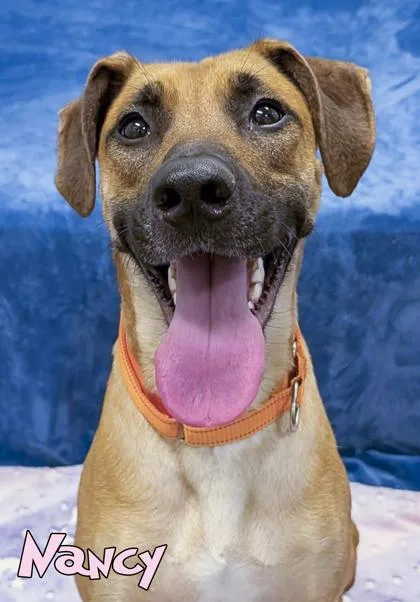 An adult large-sized female German Shepherd Dog dog named Nancy for adoption in Mason, MI