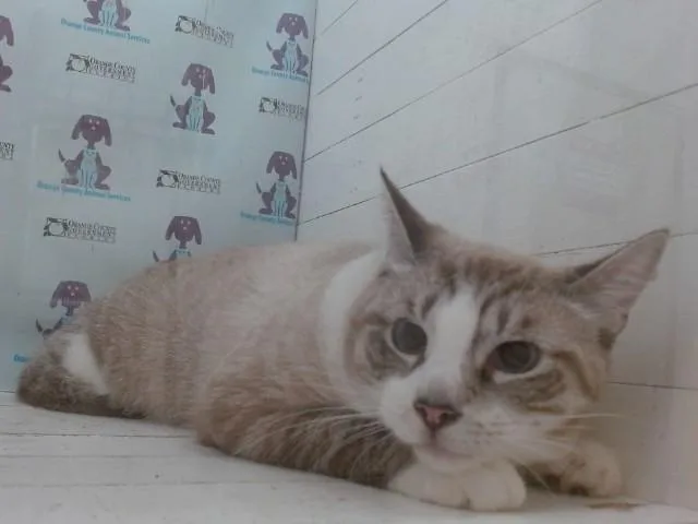 A young medium-sized male Domestic Short Hair cat named Snowball for adoption in Orlando, FL