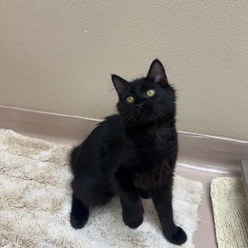 A baby medium-sized male Domestic Medium Hair cat named Shaggy for adoption in Mebane, NC