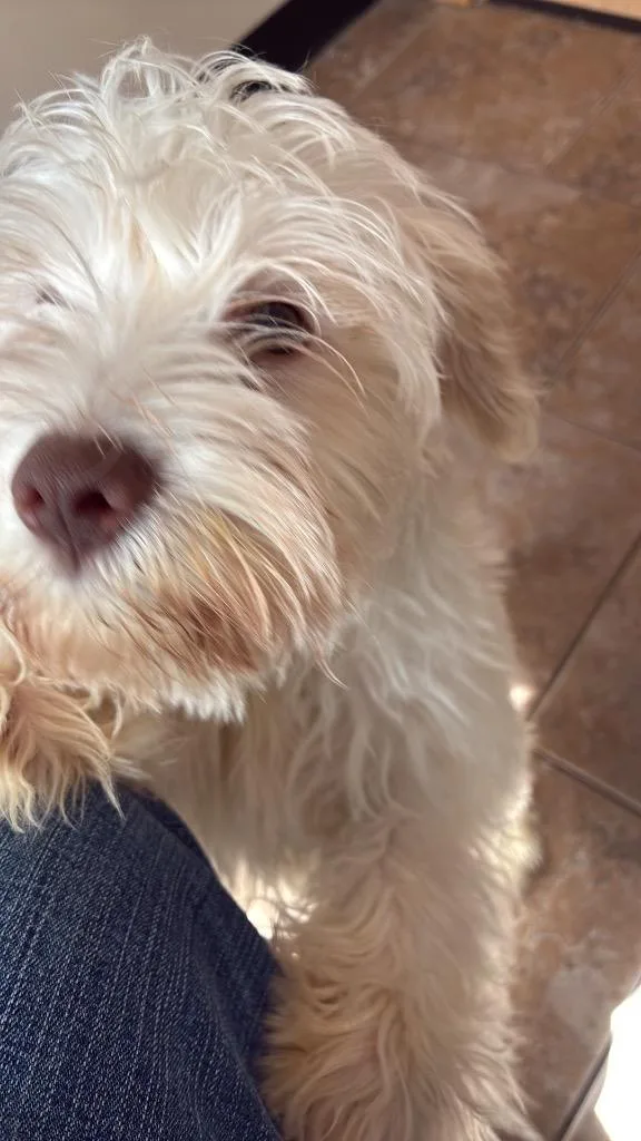 A baby medium-sized male Schnauzer dog named Archer for adoption in Ashland, WI