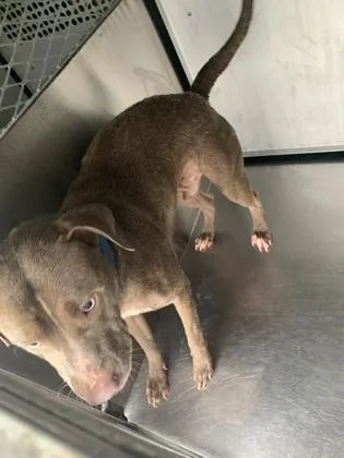 Marshall thumbnail 2