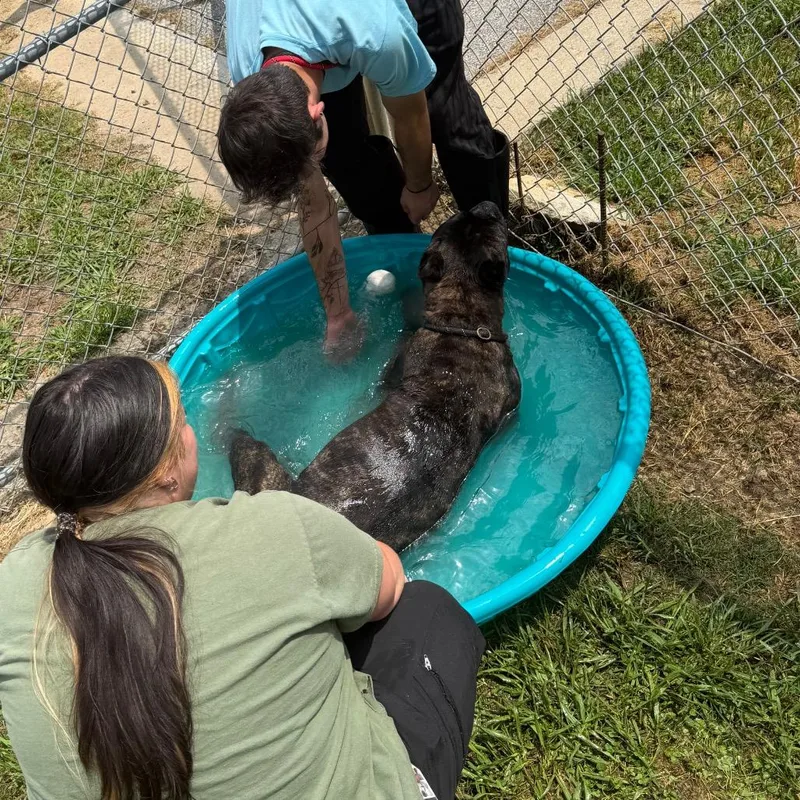 An adult large-sized male Brindle Mixed Breed dog named Earl for adoption in Columbiana, AL