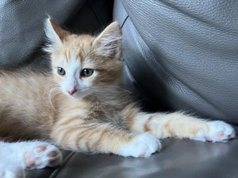 Otis