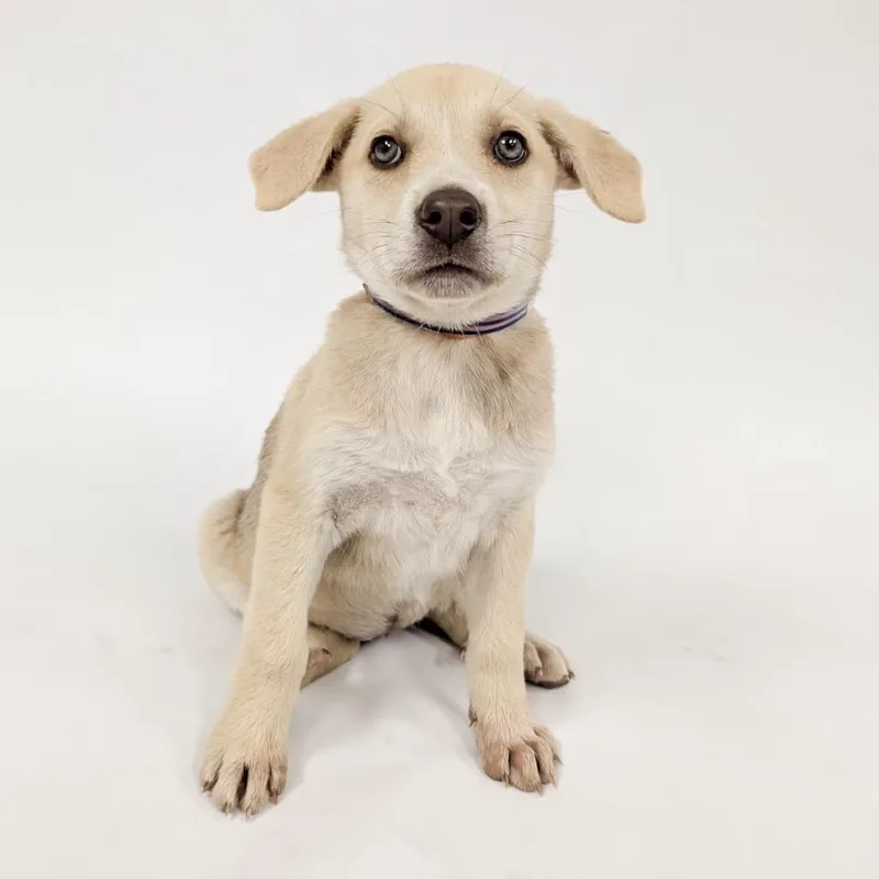 A baby medium-sized female Yellow / Tan / Blond / Fawn Cattle Dog dog named Coco Chanel for adoption in Parker, CO