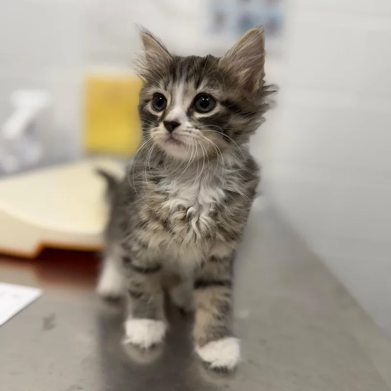 A baby small-sized female Gray / Blue / Silver Domestic Medium Hair cat named Sycamore for adoption in Sarasota, FL