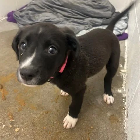 A baby small-sized female Black Labrador Retriever dog named Slushie for adoption in Enterprise, AL