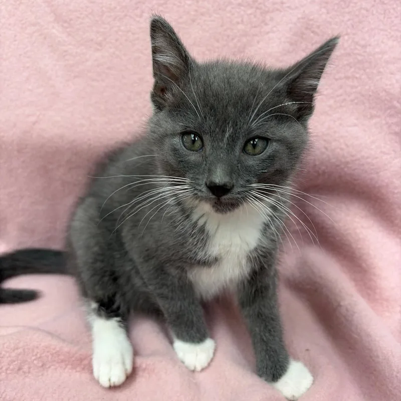 A baby small-sized male Gray / Blue / Silver Domestic Short Hair cat named Fred for adoption in West Point, MS