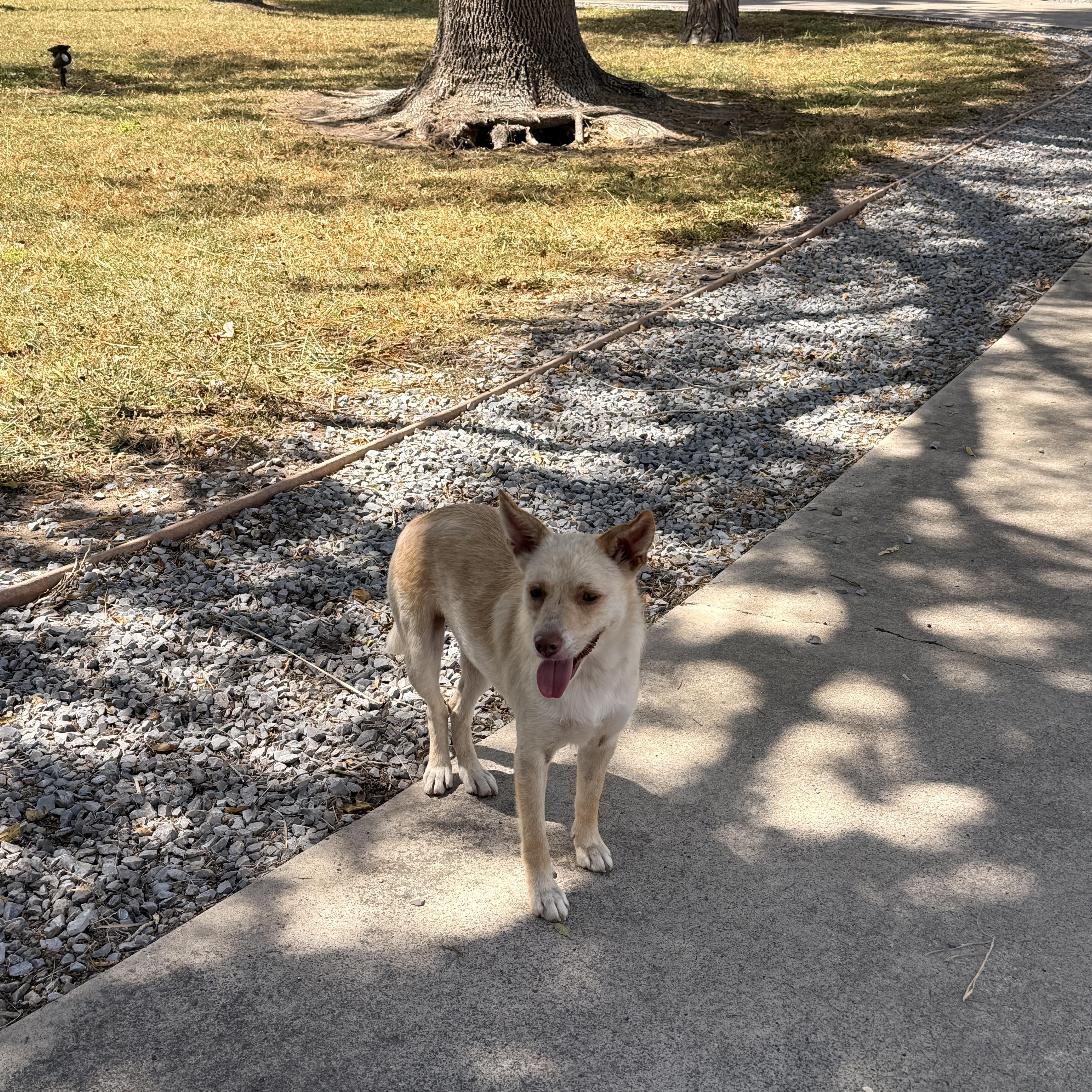A young small-sized female Terrier dog named Adelia for adoption in La Feria, TX