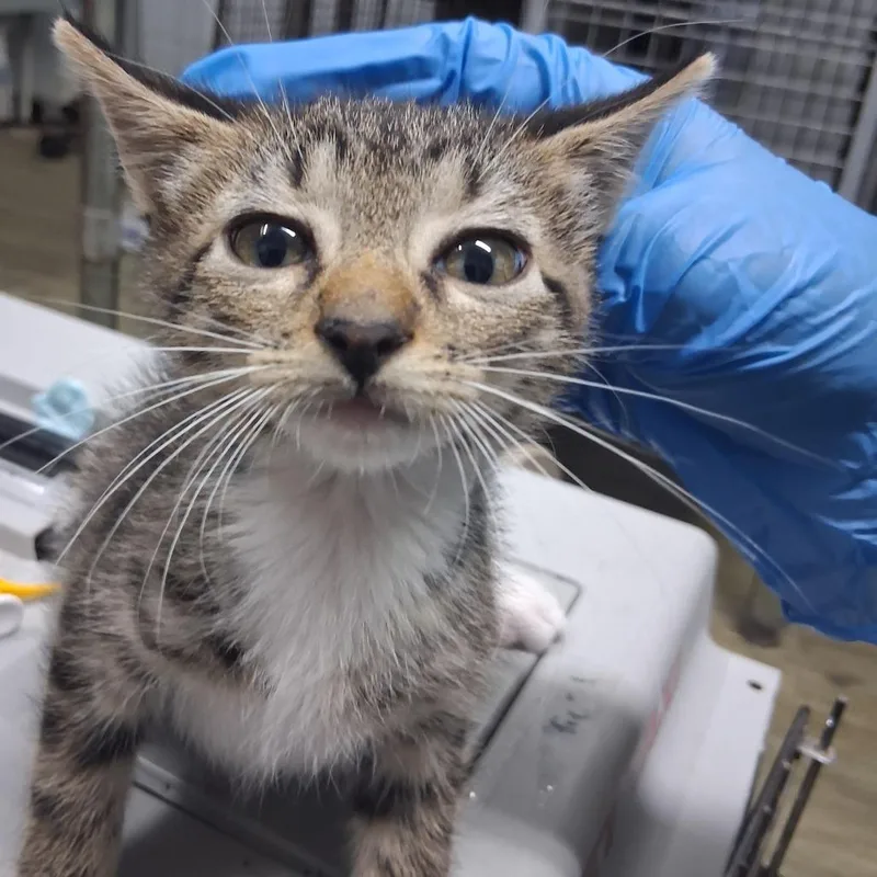 A baby small-sized male Domestic Short Hair cat named Pompompurin @ Dorchester Rd. for adoption in Summerville, SC