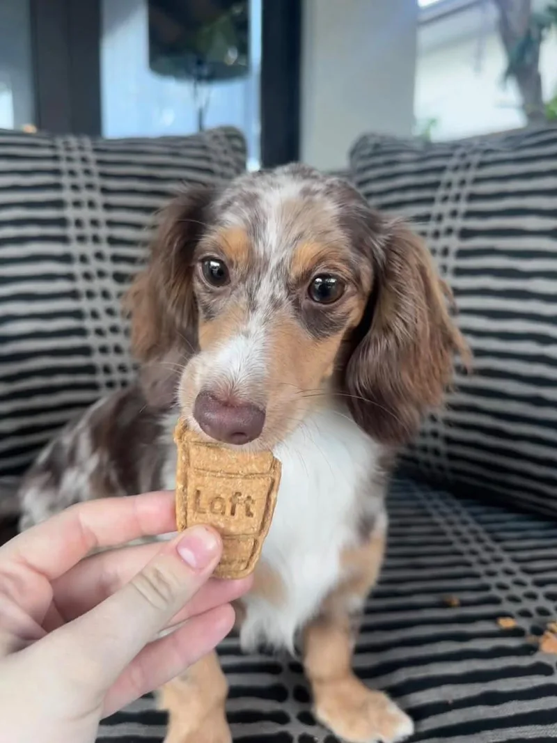 A young small-sized female Dachshund dog named Izzy for adoption in Kittanning, PA