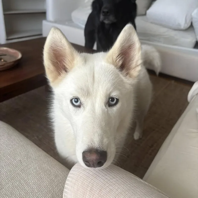 Vanilla Bean thumbnail 2