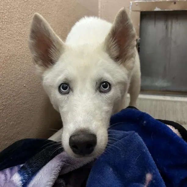 Vanilla Bean thumbnail 3