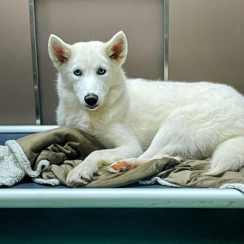 Vanilla Bean thumbnail 6