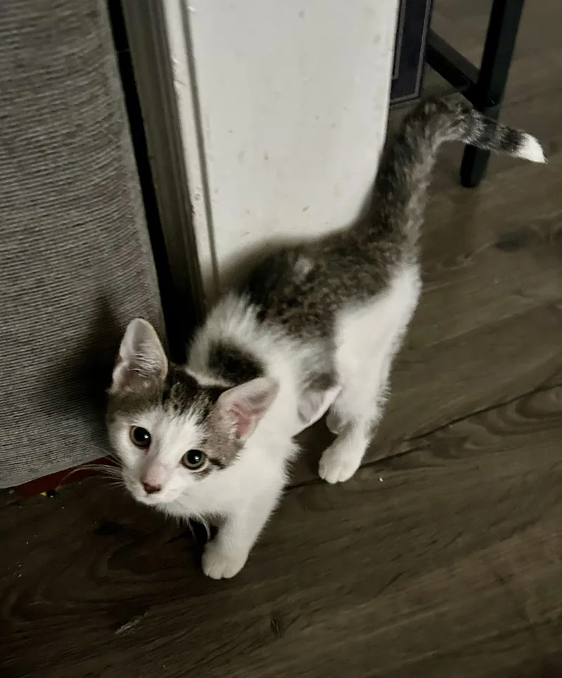 A baby medium-sized female White Domestic Short Hair cat named Daisy for adoption in Richmond, VA