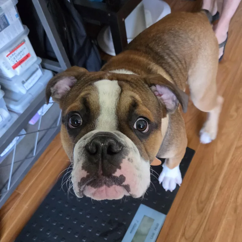 A baby medium-sized male Bicolor English Bulldog dog named Boss for adoption in LEMONT, IL