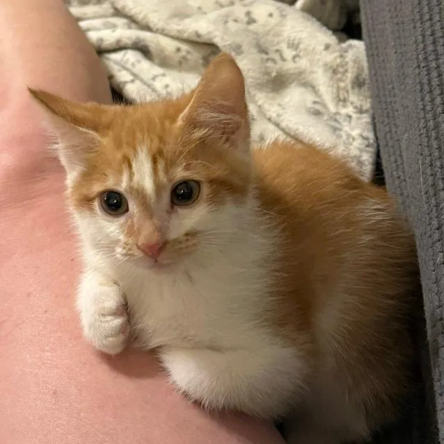 A baby small-sized female Domestic Short Hair cat named Sandy for adoption in Woodstock, GA