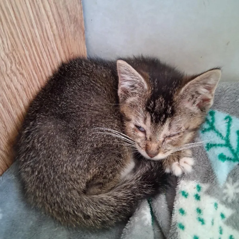 Gomez