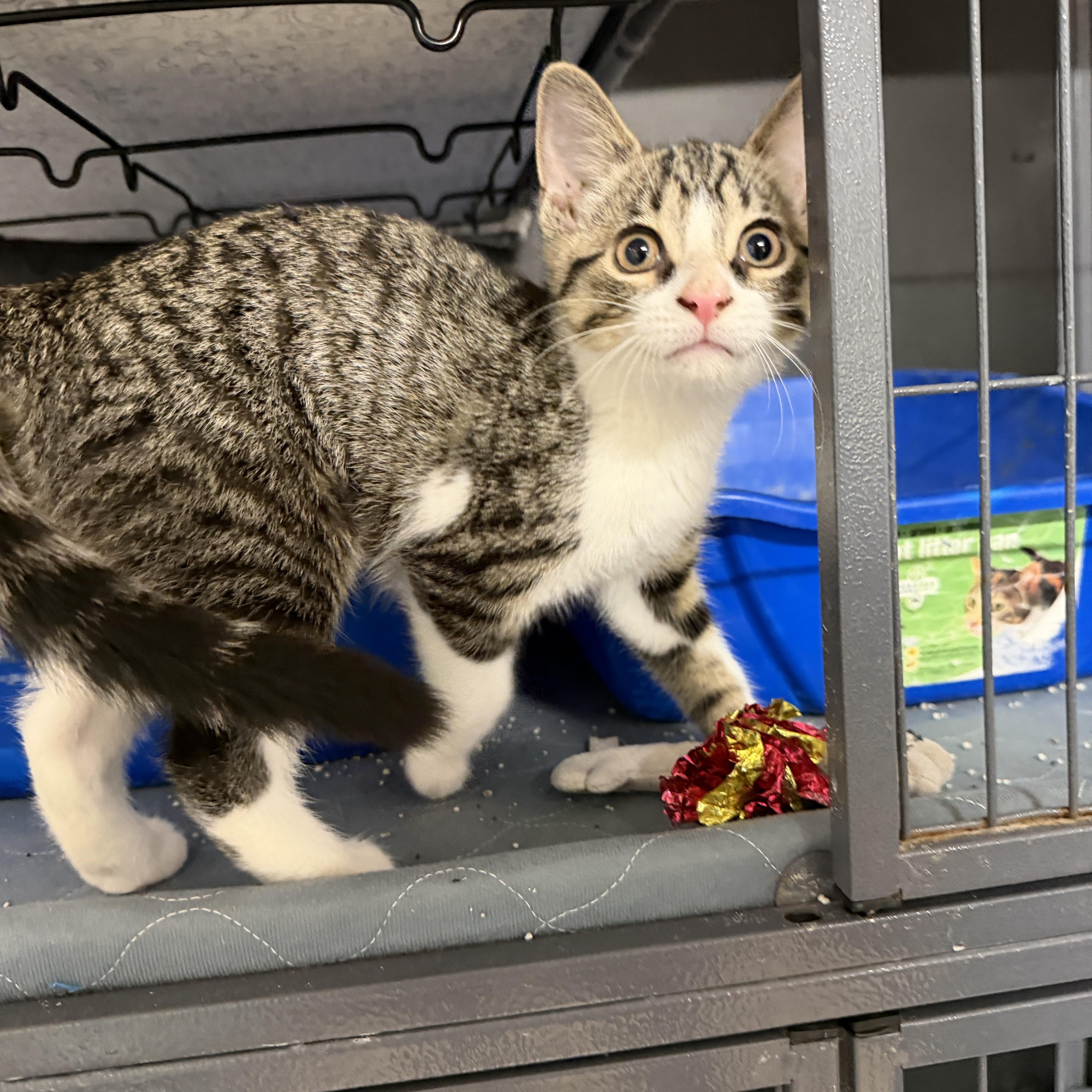 A baby small-sized female Tabby (Tiger Striped) Domestic Short Hair cat named Peach for adoption in Wayland, MI
