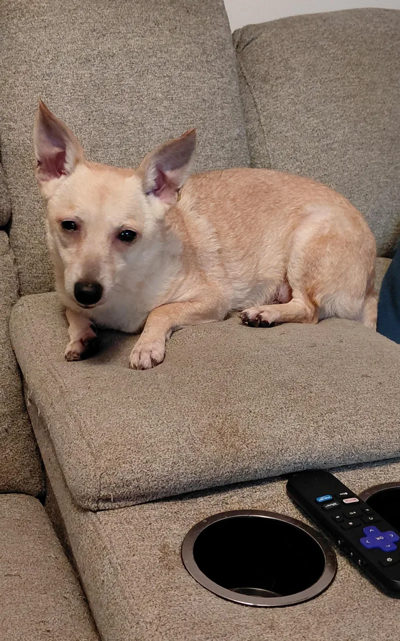 A senior small-sized female Chihuahua dog named Maggie for adoption in Lewis Center, OH