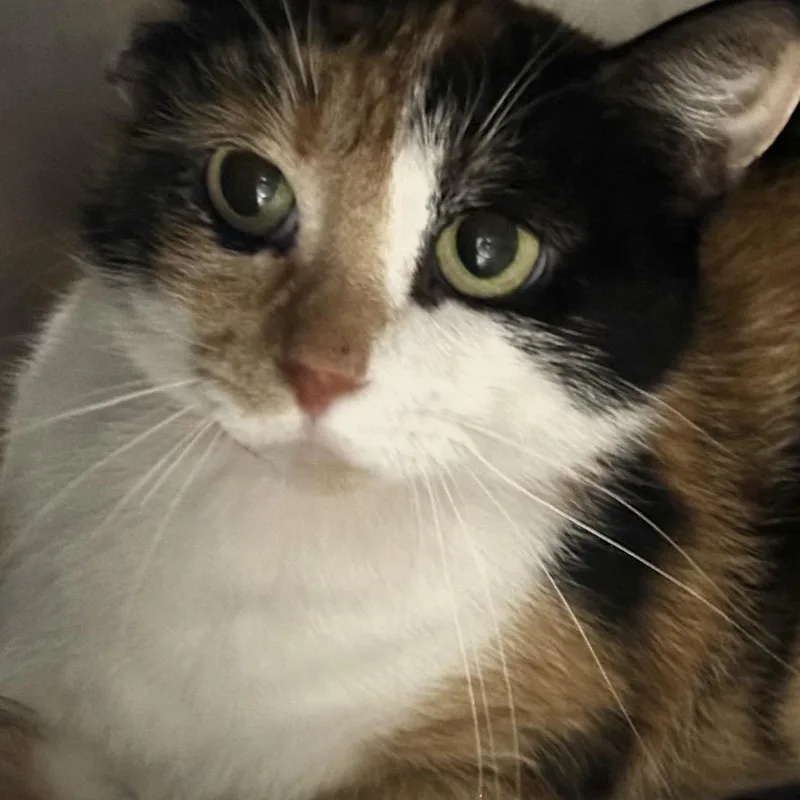 A young medium-sized female Calico Domestic Short Hair cat named Flower for adoption in Chicago, IL