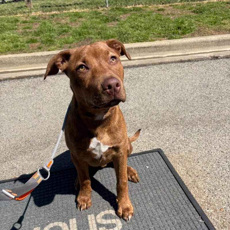 Ford Ranger thumbnail 2