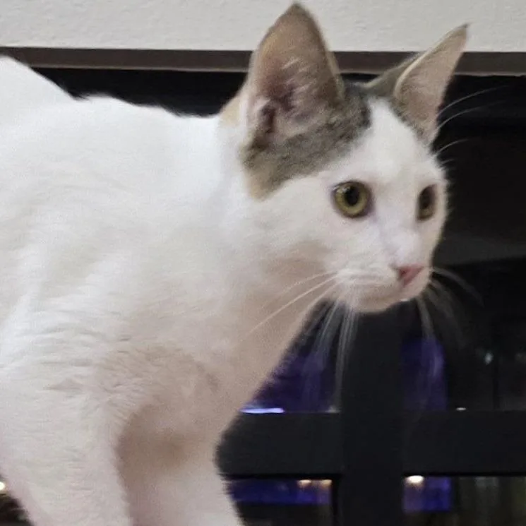 An adult medium-sized male White Domestic Short Hair cat named John Lennon Luna for adoption in Las Vegas, NV