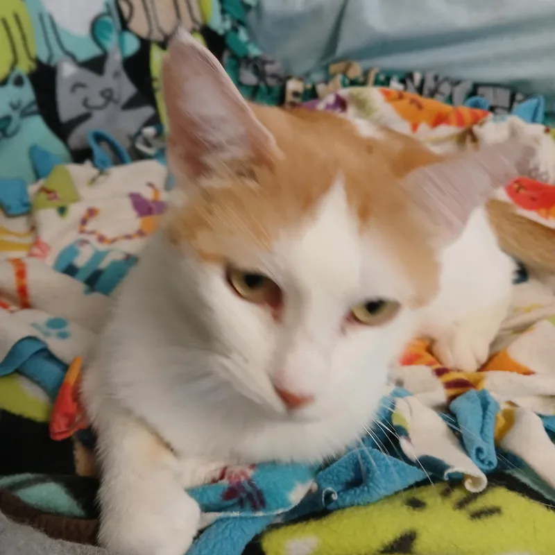 Martha Stewart thumbnail 2