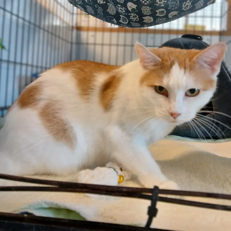 Martha Stewart thumbnail 4