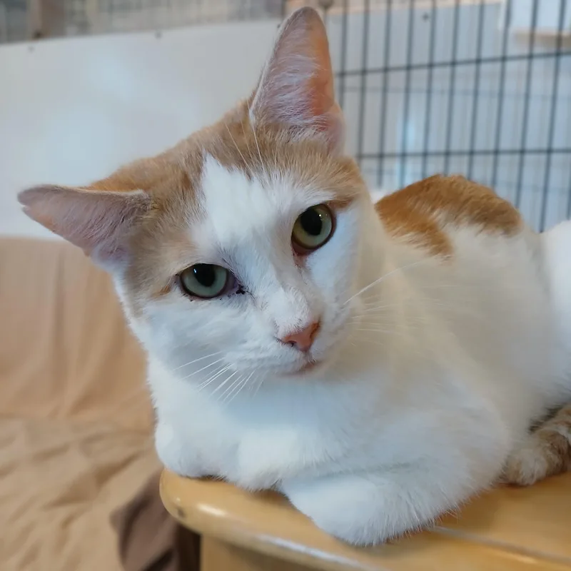 Martha Stewart thumbnail 5