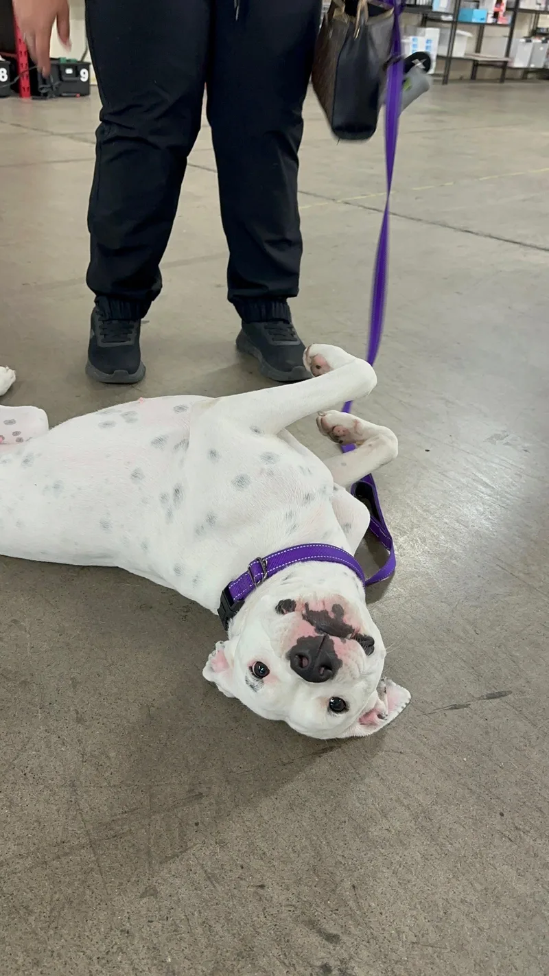 A young large-sized female Harlequin Dogo Argentino dog named Sonrisa for adoption in SACRAMENTO, CA