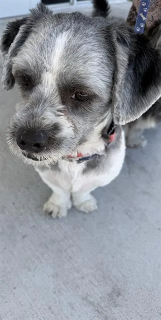 A young small-sized male Shih Tzu dog named Leon for adoption in Miami, FL