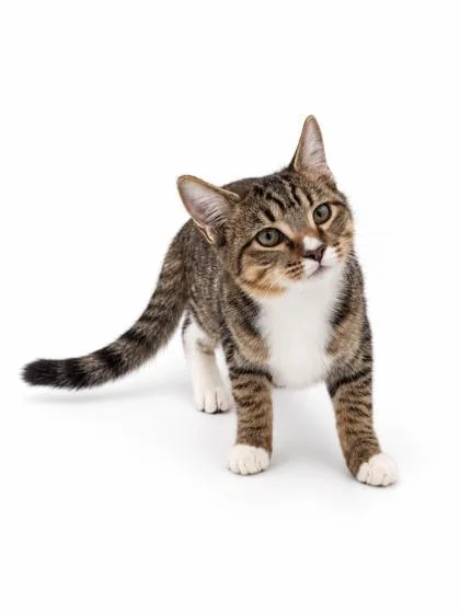 A young small-sized male Bengal cat named Jeff for adoption in Bowling Green, KY