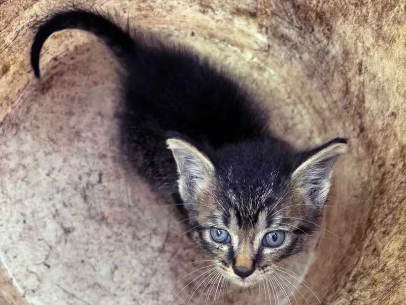 A baby medium-sized male Tabby (Brown / Chocolate) Tabby cat named Elton John for adoption in Great Neck, NY
