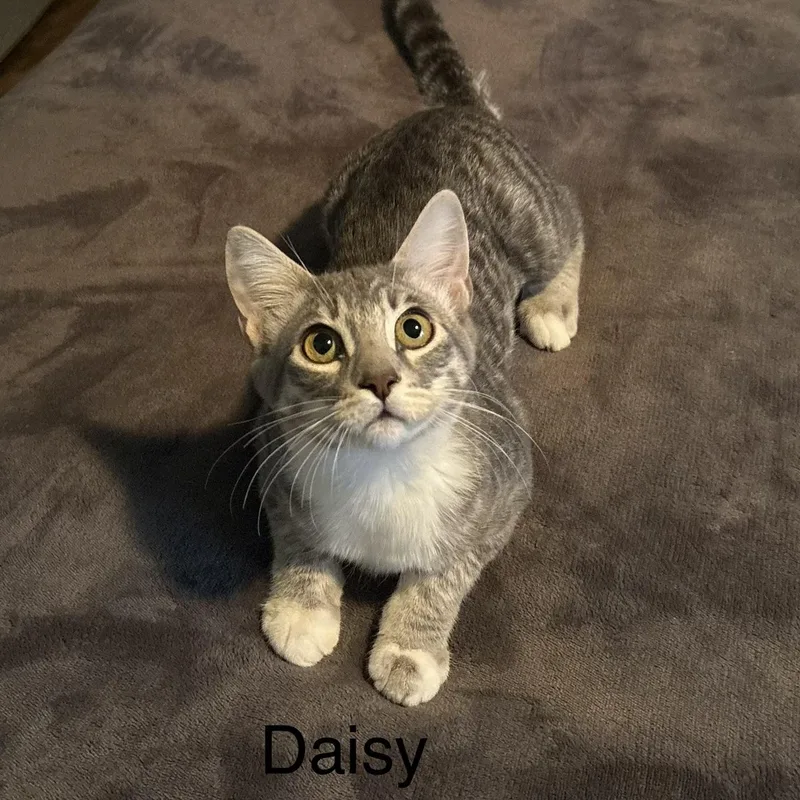 A baby small-sized female Domestic Short Hair cat named Daisy for adoption in Chandler, AZ