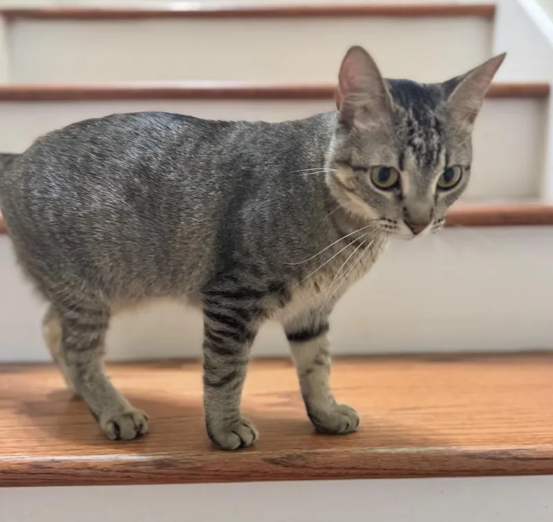 Lucy  Kuykendahl Petsmart