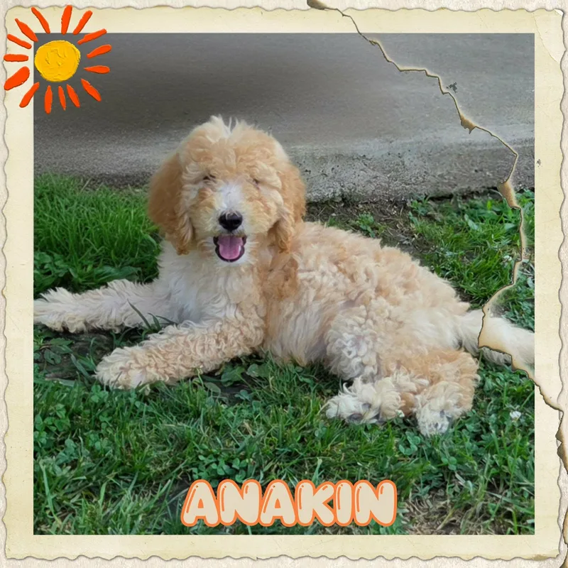 Anakin