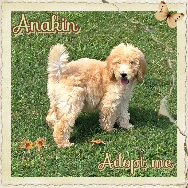 Anakin thumbnail 2