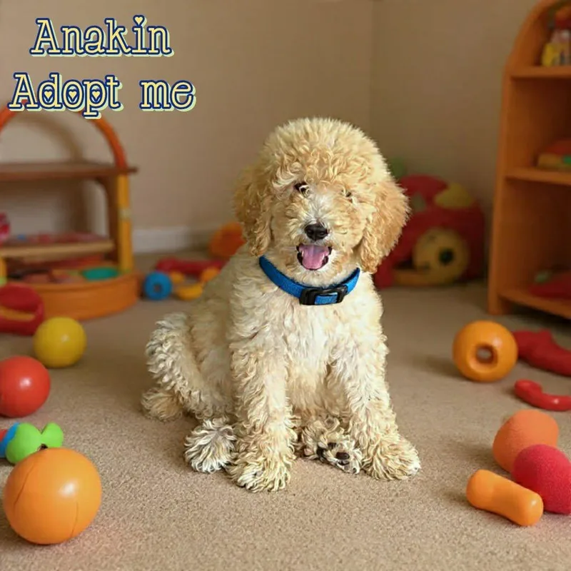 Anakin thumbnail 3