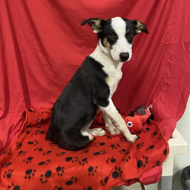 A baby small-sized female Border Collie dog named A for adoption in Modesto, CA