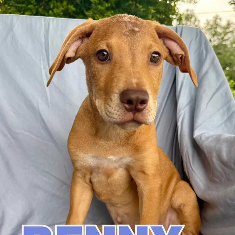 A baby large-sized male Red / Chestnut / Orange Labrador Retriever dog named Benny for adoption in Shalimar, FL