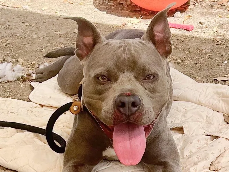 An adult medium-sized female Gray / Blue / Silver Mixed Breed dog named Penny for adoption in Georgetown, TX