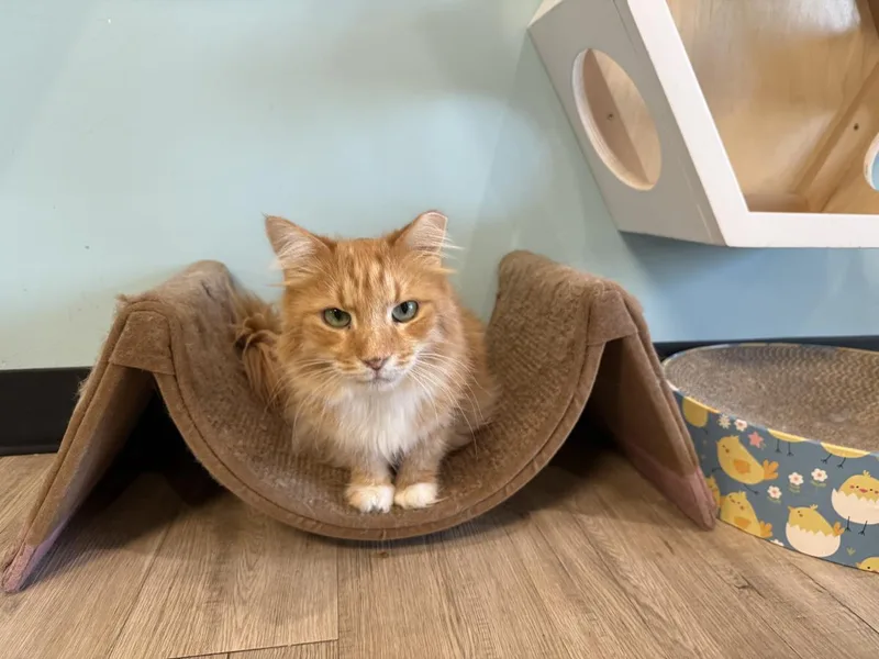 A senior medium-sized female Domestic Long Hair cat named Cumin Orange for adoption in Chandler, AZ