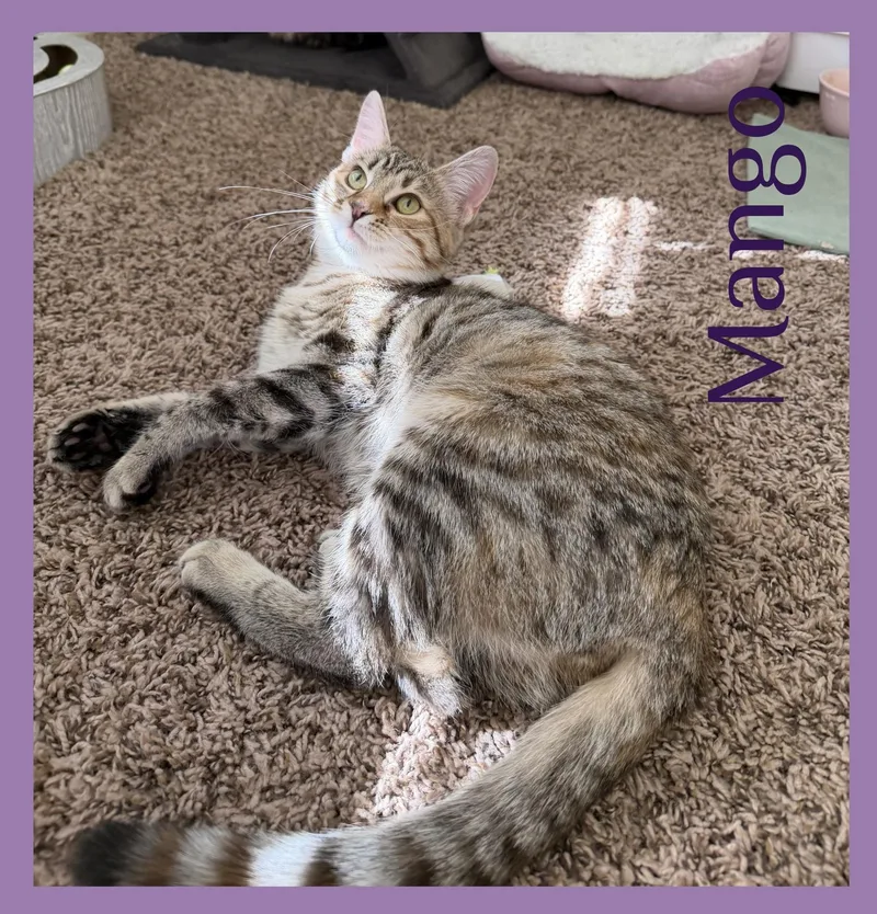A baby medium-sized female Tabby (Brown / Chocolate) Tabby cat named Mango for adoption in Lawton, OK