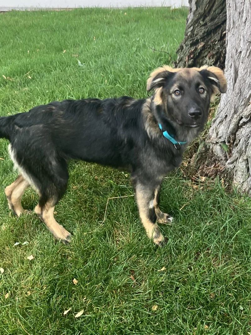 Archie