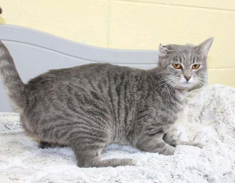 A young medium-sized female Domestic Short Hair cat named Ritsy for adoption in Prattville, AL