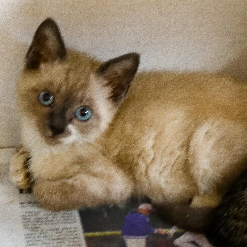 A baby small-sized male Buff / Tan / Fawn Domestic Short Hair cat named Socks for adoption in New York, NY